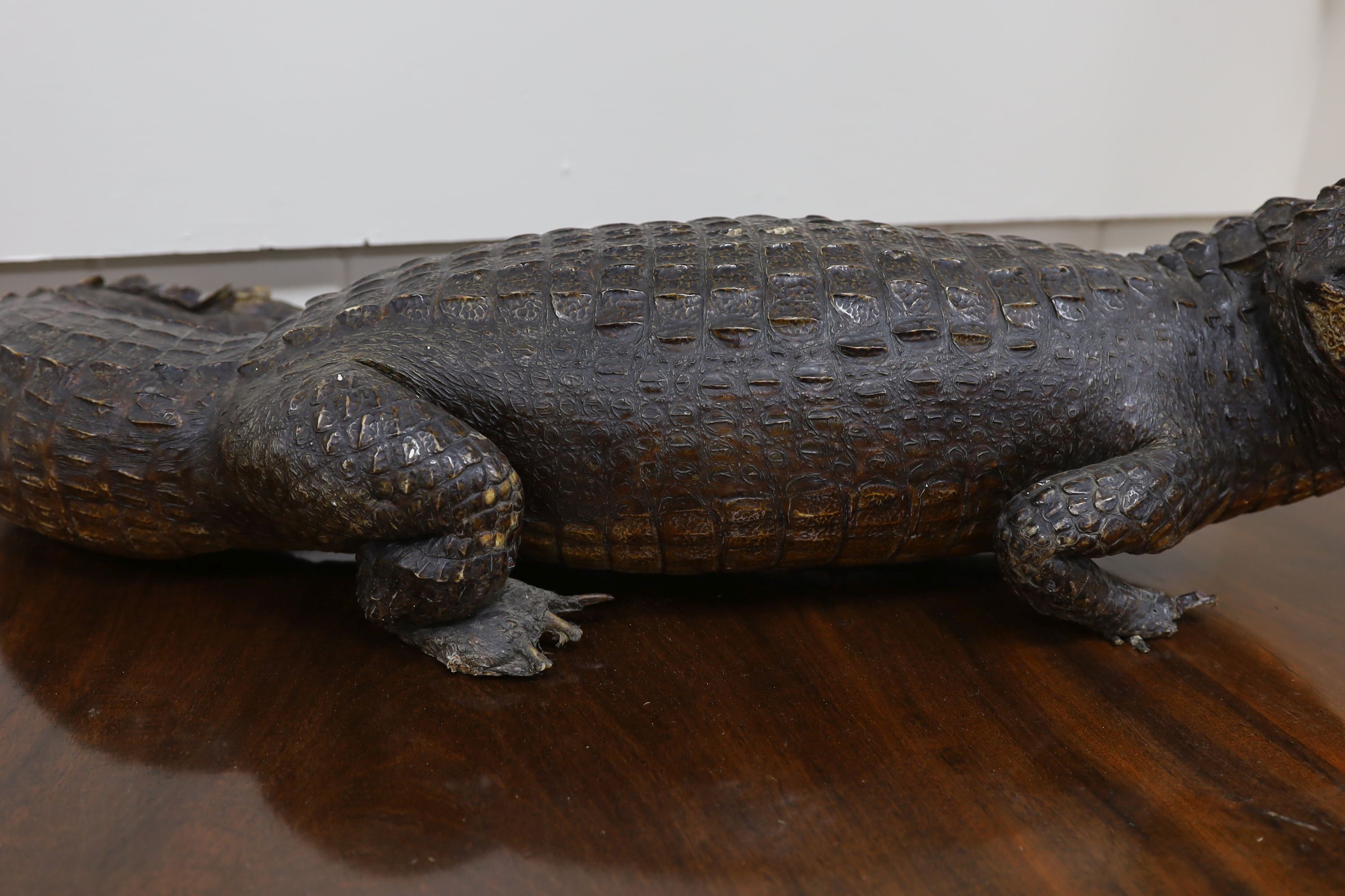 A taxidermy late 19th century Nile crocodile, approximately 92cm long